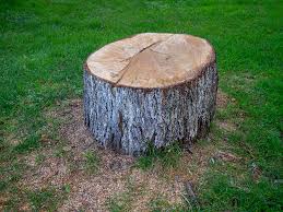 Reliable Valinda, CA Tree Services Solutions