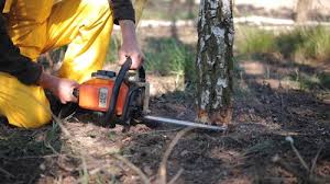 Best Tree Health Inspection  in Valinda, CA