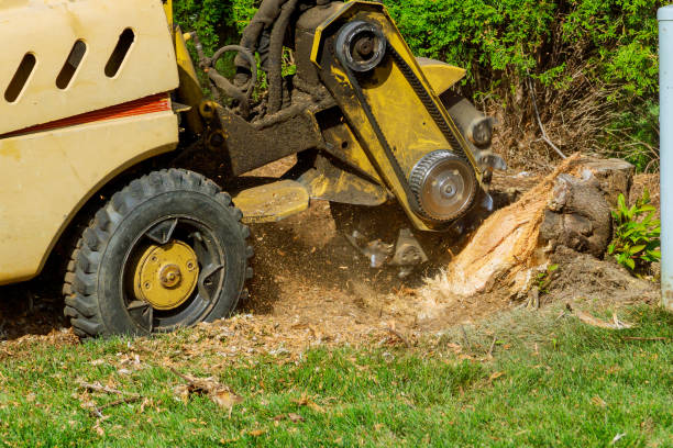 Best Grass Overseeding  in Valinda, CA