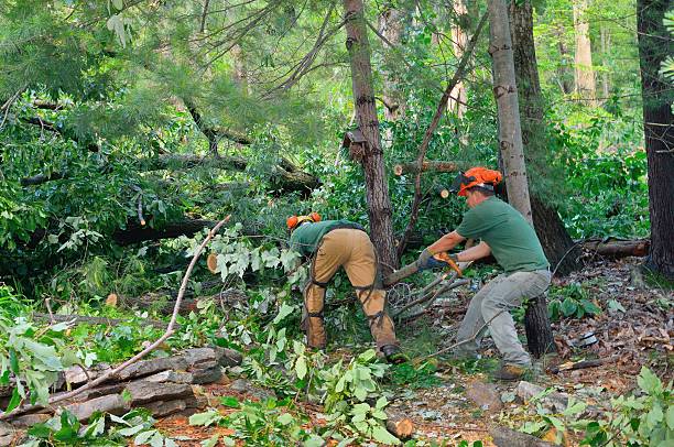How Our Tree Care Process Works  in  Valinda, CA