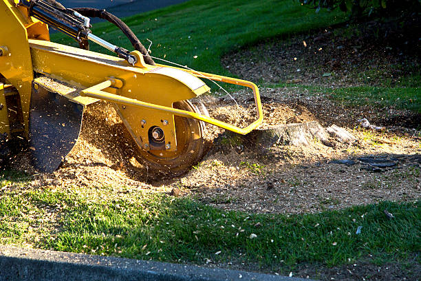 Best Lawn Watering Services  in Valinda, CA